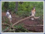 Two Hawks
